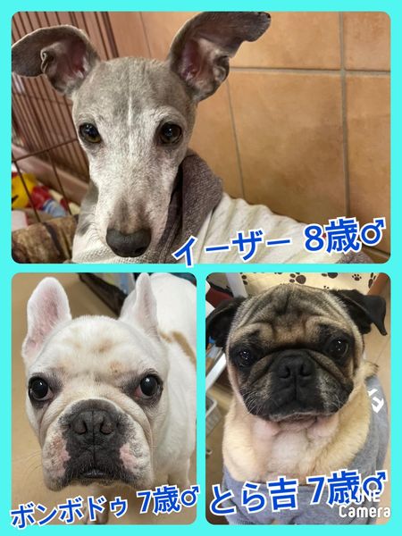 🐾今日の里親様募集中ワンコ🐶メンバーです🐾2022,3,13【保護犬カフェ天神橋店】